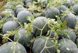 新昌吃瓜最新事件爆料视频